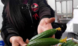 山东临沂吃瓜爆料视频,揭秘当地奇闻轶事